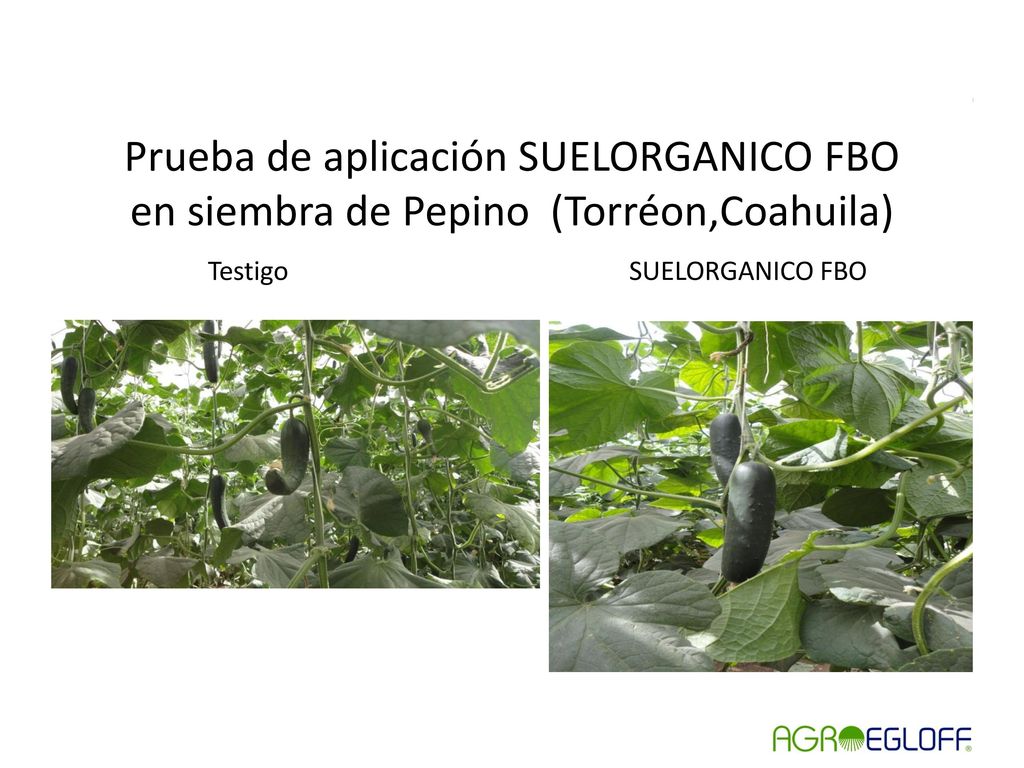 Prueba de aplicación SUELORGANICO FBO en siembra de Pepino (Torréon,Coahuila) Testigo SUELORGANICO FBO