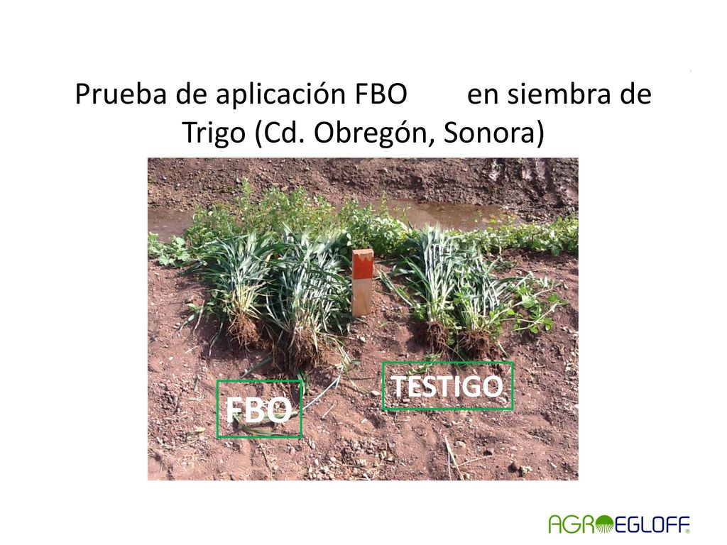 Prueba de aplicación FBO en siembra de Trigo (Cd. Obregón, Sonora)