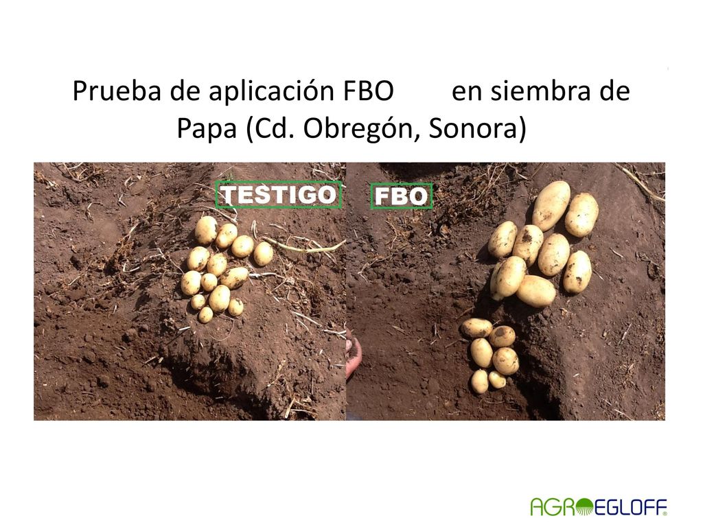 Prueba de aplicación FBO en siembra de Papa (Cd. Obregón, Sonora)