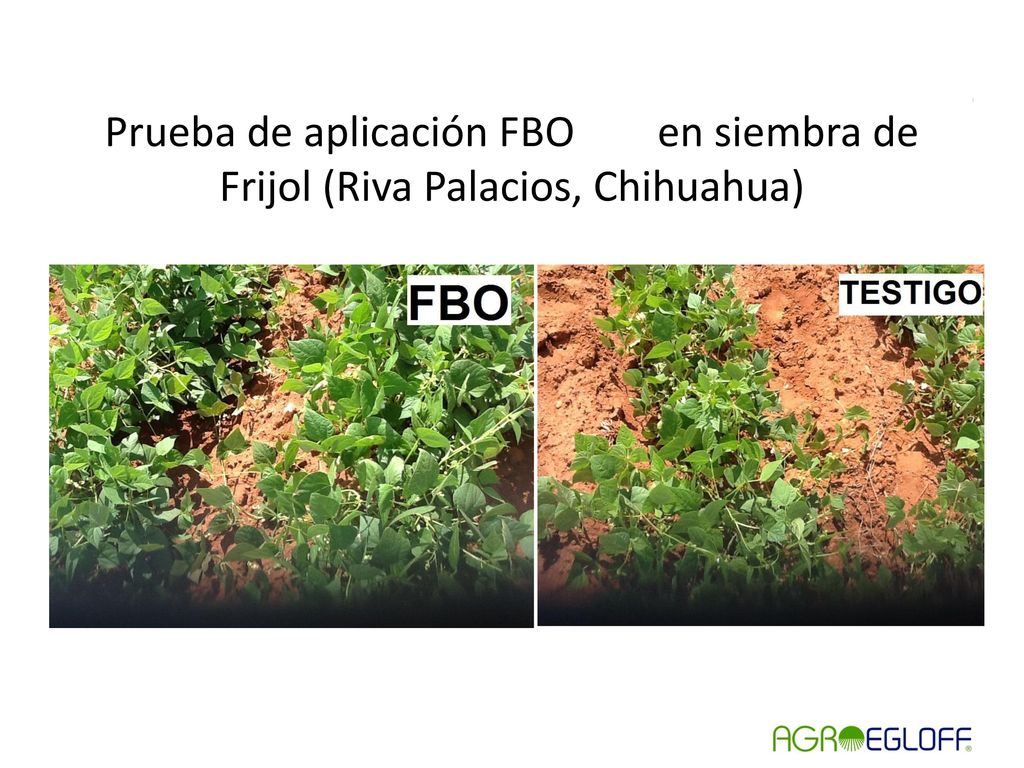 Prueba de aplicación FBO en siembra de Frijol (Riva Palacios, Chihuahua)