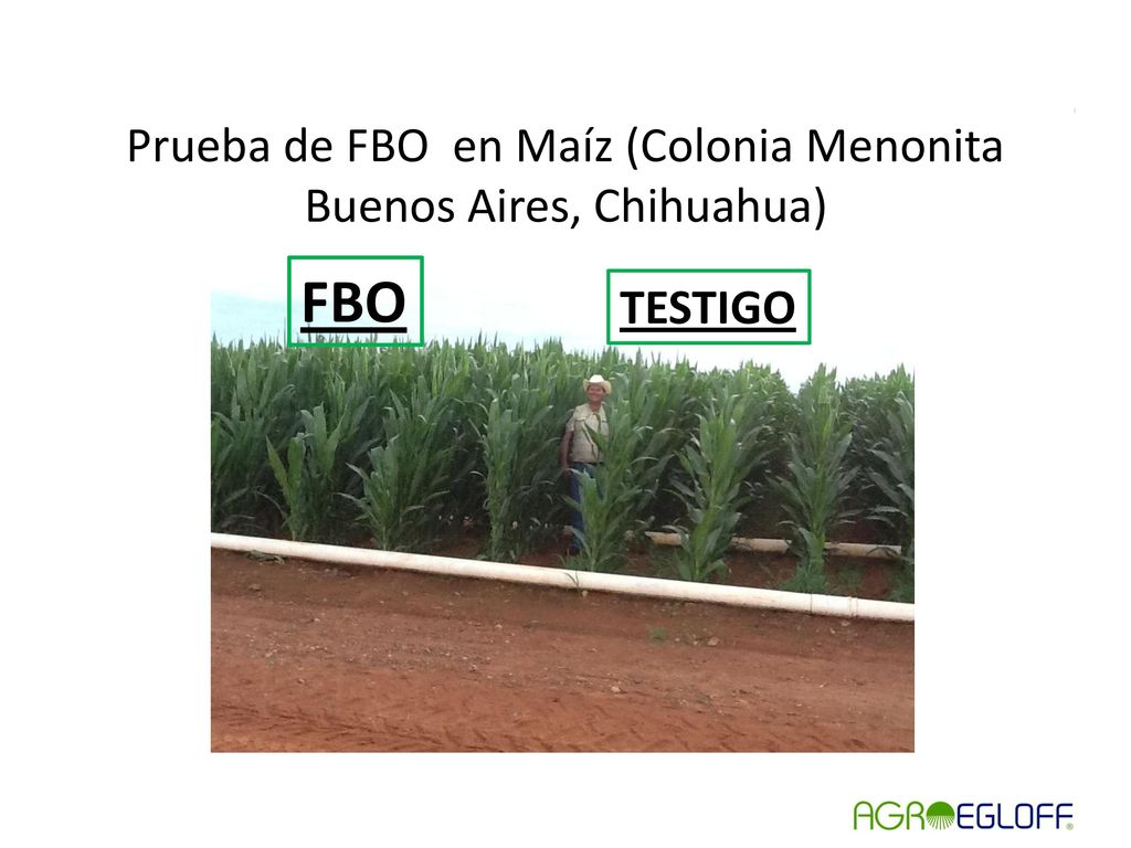 Prueba de FBO en Maíz (Colonia Menonita Buenos Aires, Chihuahua)