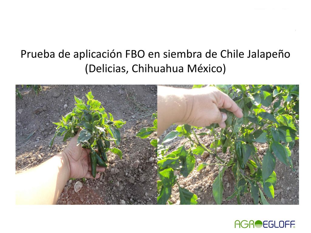Prueba de aplicación FBO en siembra de Chile Jalapeño (Delicias, Chihuahua México)