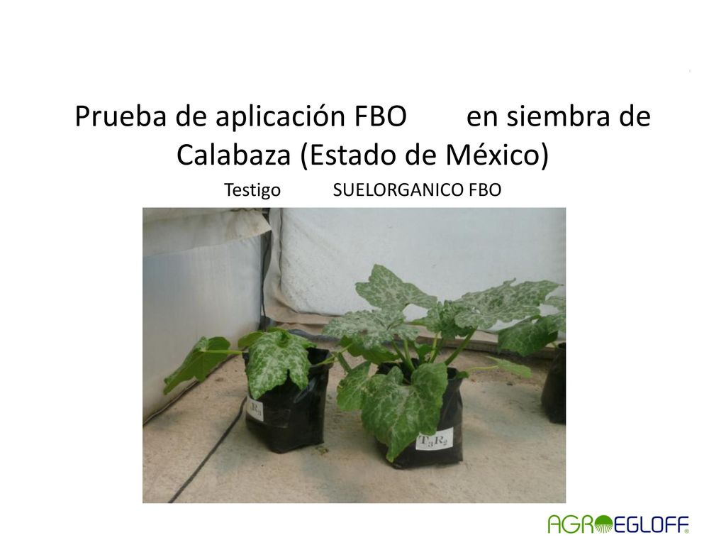 Prueba de aplicación FBO en siembra de Calabaza (Estado de México) Testigo SUELORGANICO FBO