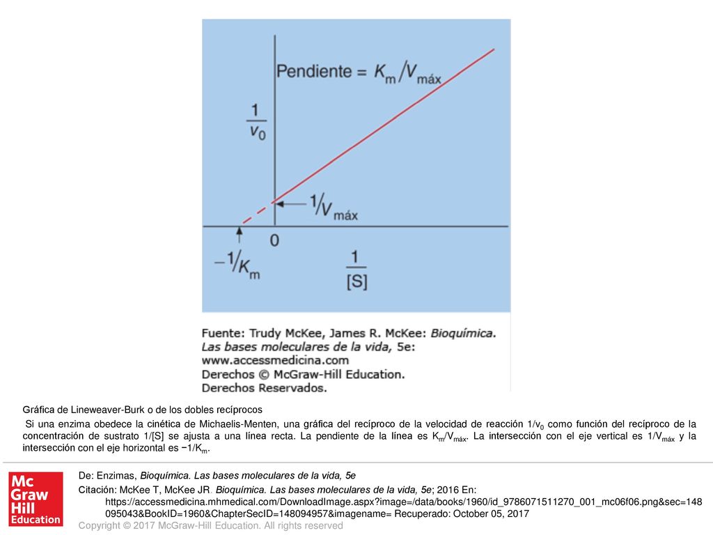 Si una enzima obedece la cinética de Michaelis-Menten, una gráfica del recíproco de la velocidad de reacción 1/v0 como función del recíproco de la concentración de sustrato 1/[S] se ajusta a una línea recta. La pendiente de la línea es Km/Vmáx. La intersección con el eje vertical es 1/Vmáx y la intersección con el eje horizontal es −1/Km.