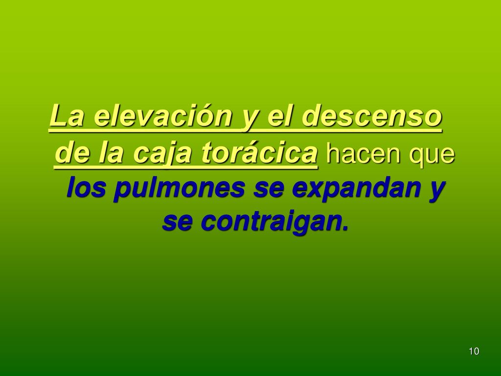La elevación y el descenso de la caja torácica hacen que los pulmones se expandan y se contraigan.