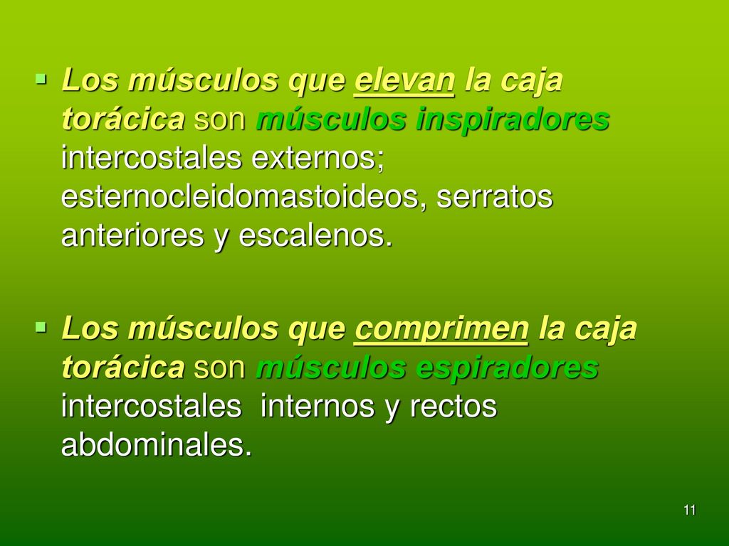 Los músculos que elevan la caja torácica son músculos inspiradores intercostales externos; esternocleidomastoideos, serratos anteriores y escalenos.