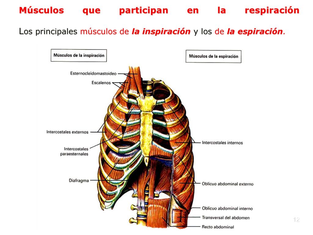Músculos que participan en la respiración Los principales músculos de la inspiración y los de la espiración.