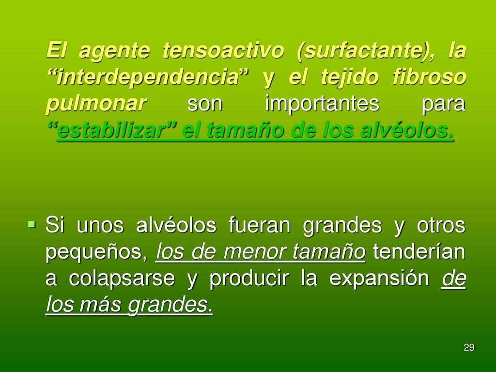 El agente tensoactivo (surfactante), la interdependencia y el tejido fibroso pulmonar son importantes para estabilizar el tamaño de los alvéolos.