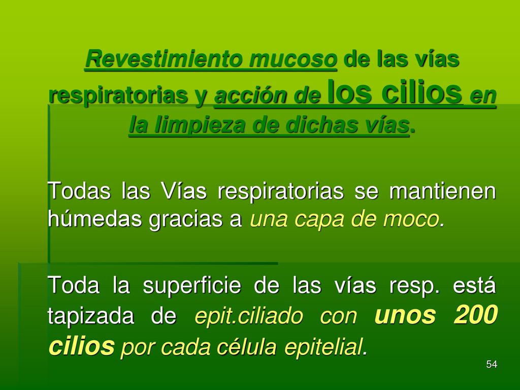 Revestimiento mucoso de las vías respiratorias y acción de los cilios en la limpieza de dichas vías.