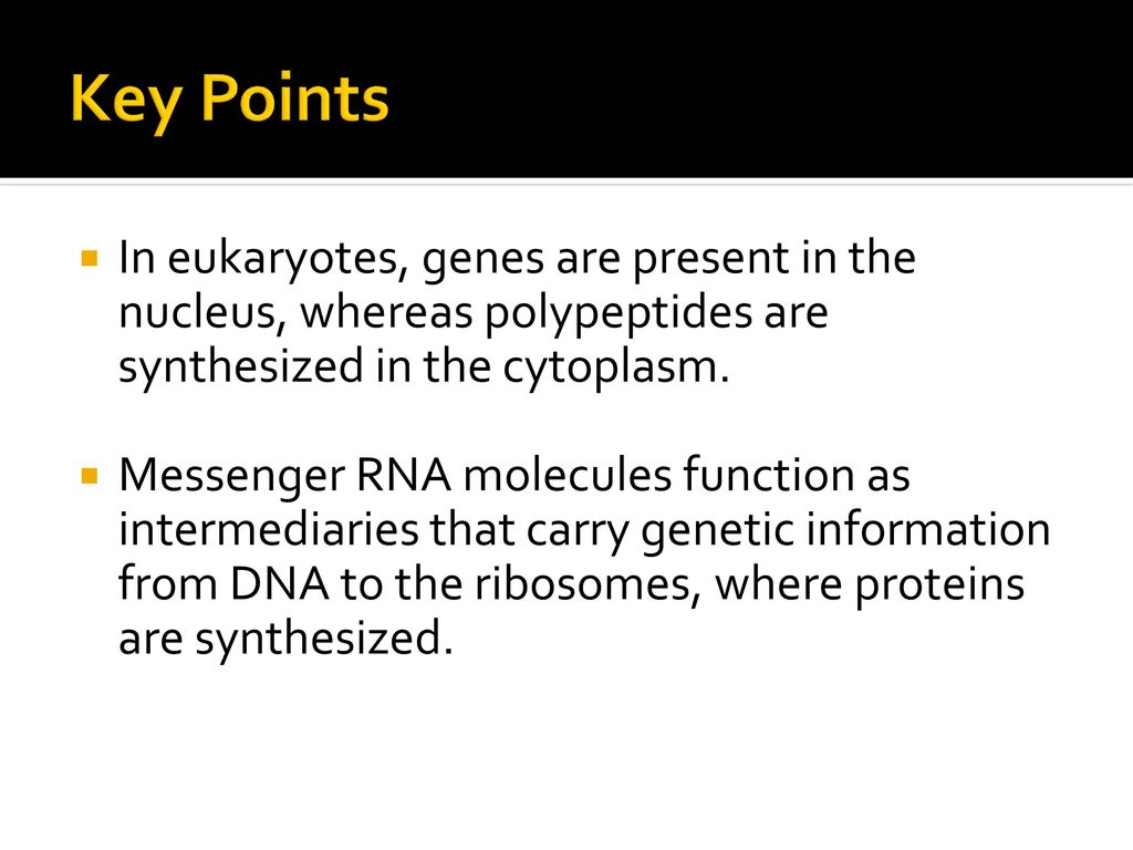 Key Points In eukaryotes, genes are present in the nucleus, whereas polypeptides are synthesized in the cytoplasm.