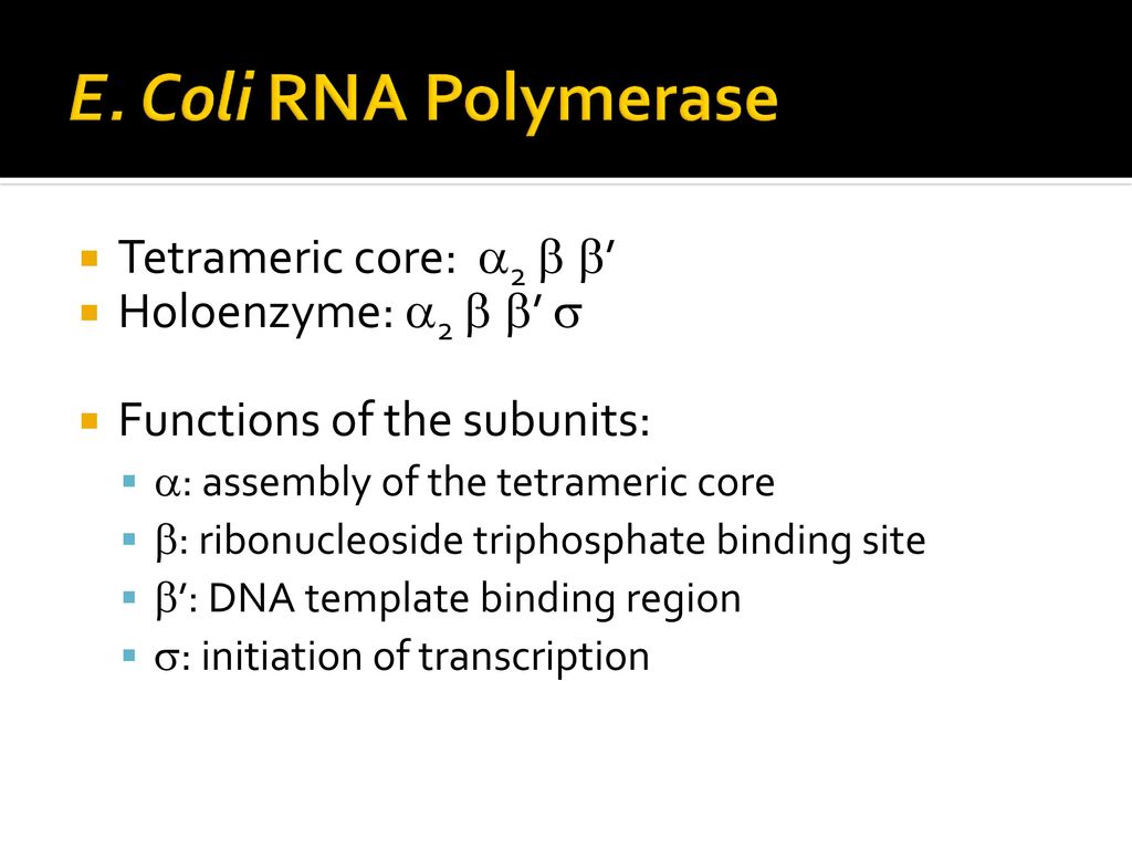 E. Coli RNA Polymerase Tetrameric core: 2 ’ Holoenzyme: 2 ’ 