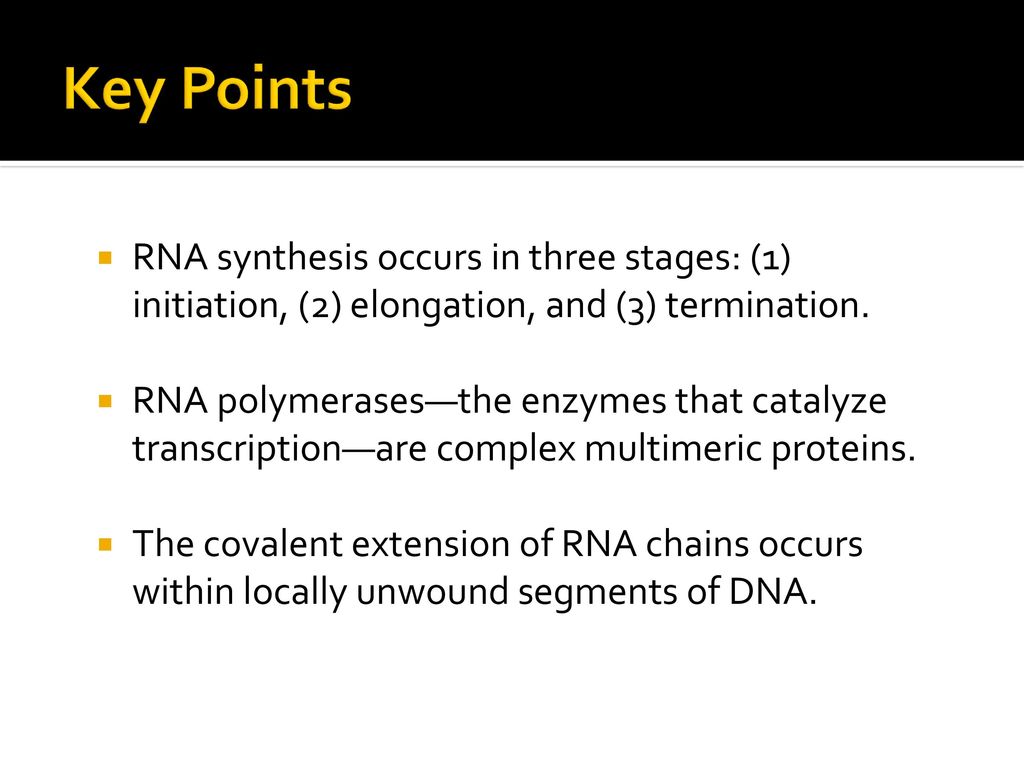 Key Points RNA synthesis occurs in three stages: (1) initiation, (2) elongation, and (3) termination.