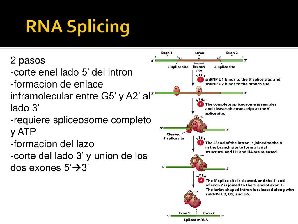 RNA Splicing 2 pasos corte enel lado 5’ del intron