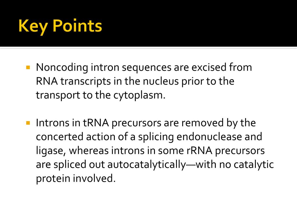Key Points Noncoding intron sequences are excised from RNA transcripts in the nucleus prior to the transport to the cytoplasm.