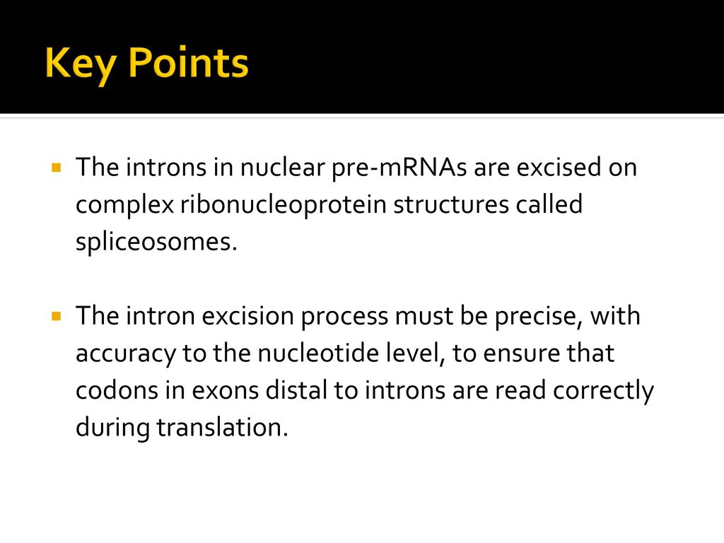 Key Points The introns in nuclear pre-mRNAs are excised on complex ribonucleoprotein structures called spliceosomes.