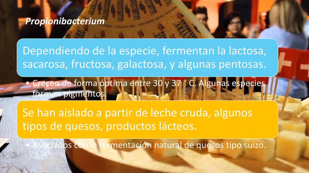 Propionibacterium Dependiendo de la especie, fermentan la lactosa, sacarosa, fructosa, galactosa, y algunas pentosas.