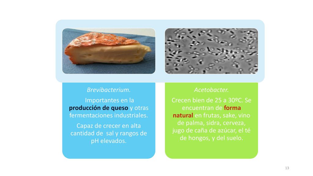 Capaz de crecer en alta cantidad de sal y rangos de pH elevados.