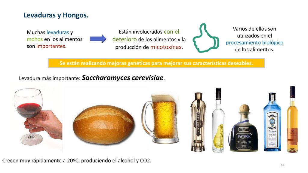 Levaduras y Hongos. Varios de ellos son utilizados en el procesamiento biológico de los alimentos.
