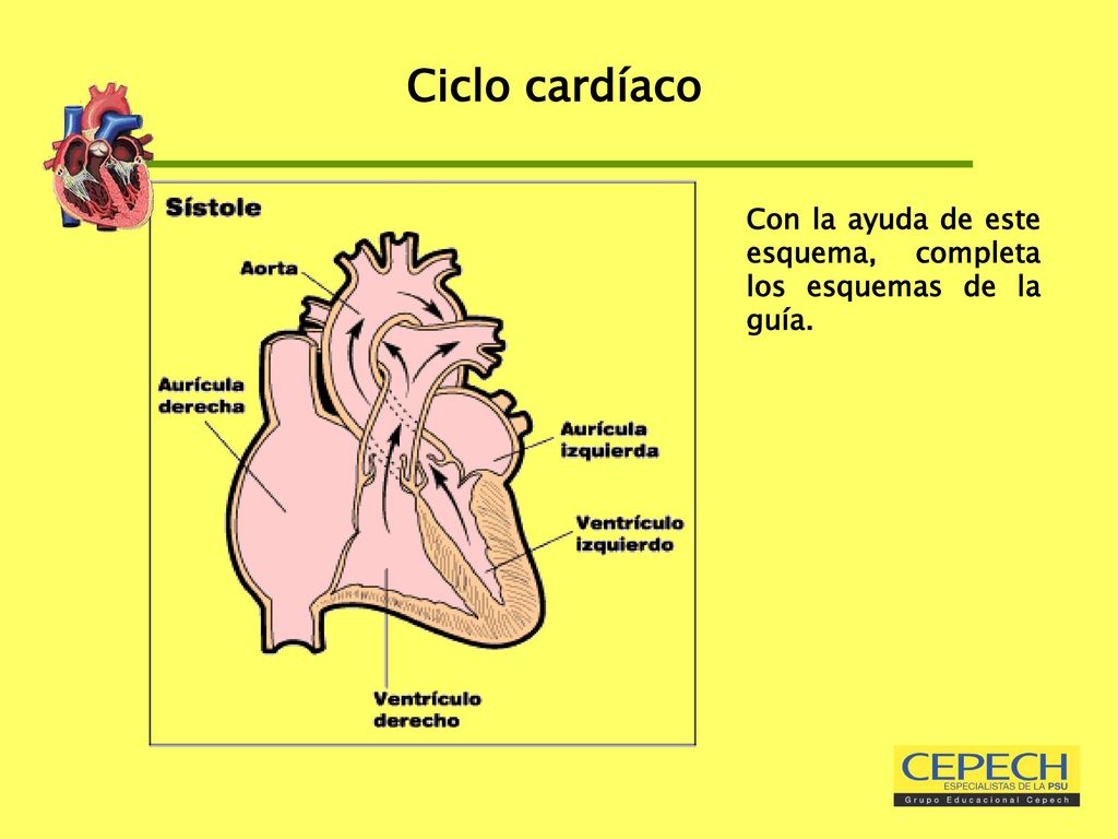 Ciclo cardíaco Con la ayuda de este esquema, completa los esquemas de la guía.