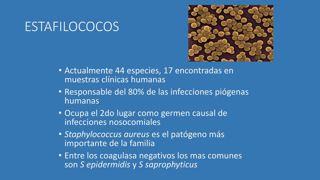 ESTAFILOCOCOS Actualmente 44 especies, 17 encontradas en muestras clínicas humanas. Responsable del 80% de las infecciones piógenas humanas.