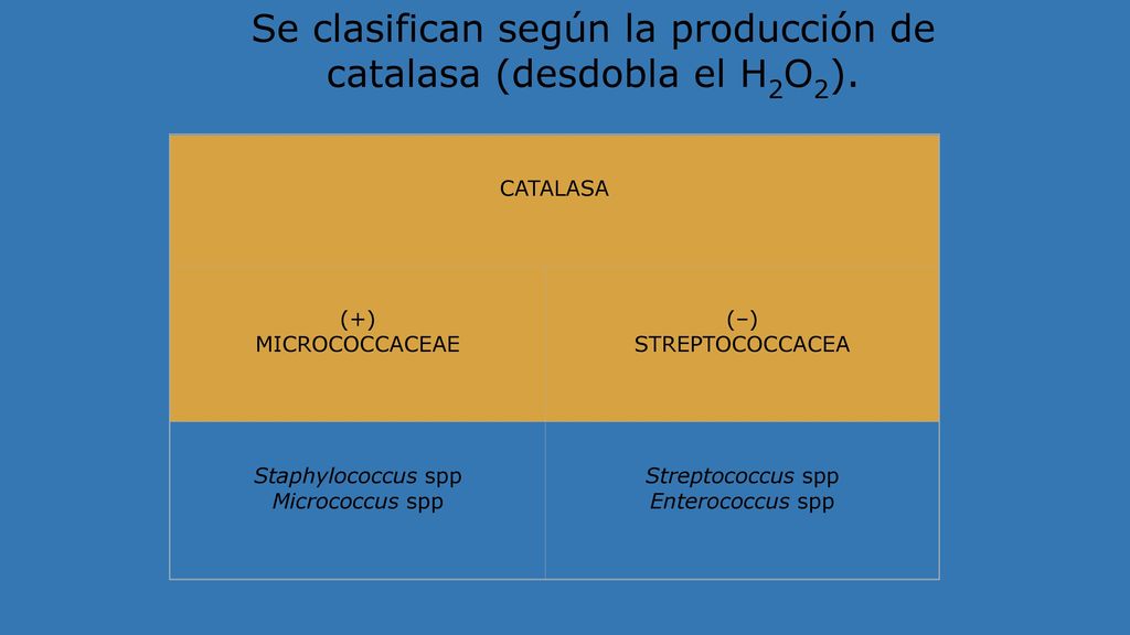 Se clasifican según la producción de catalasa (desdobla el H2O2).