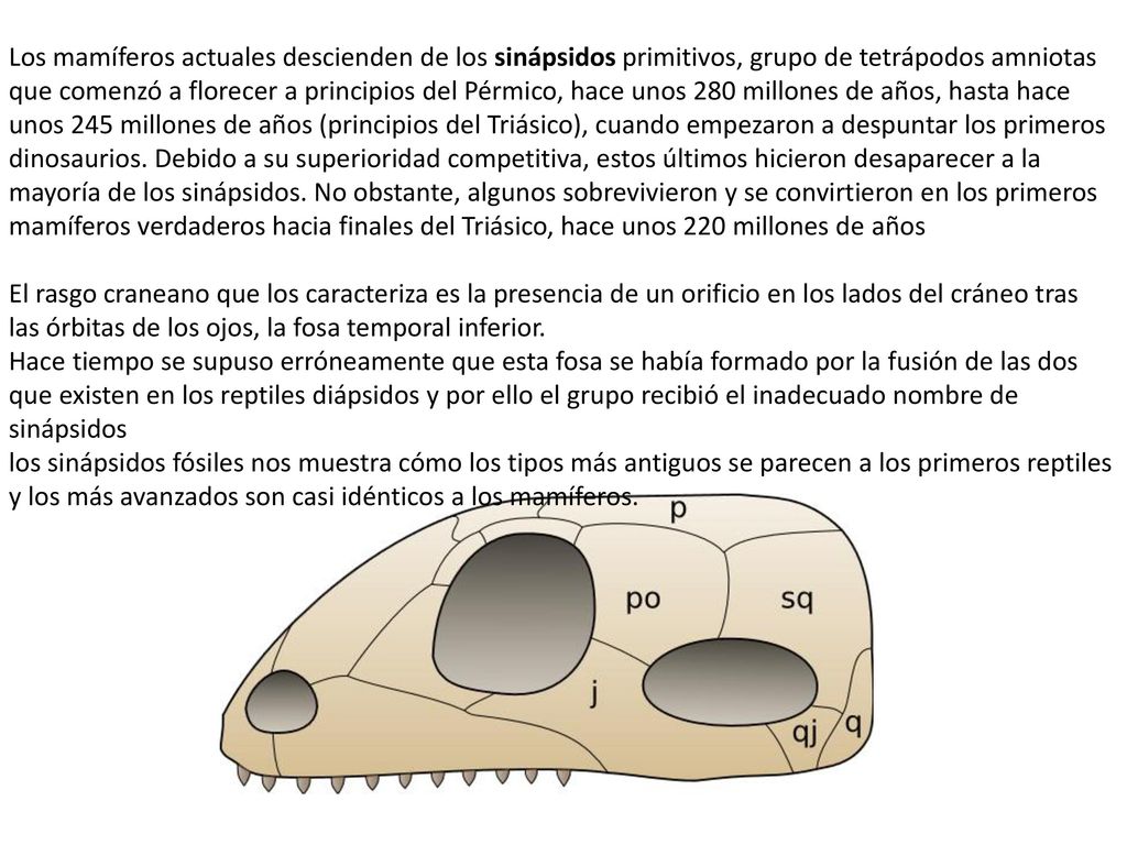 Los mamíferos actuales descienden de los sinápsidos primitivos, grupo de tetrápodos amniotas que comenzó a florecer a principios del Pérmico, hace unos 280 millones de años, hasta hace unos 245 millones de años (principios del Triásico), cuando empezaron a despuntar los primeros dinosaurios. Debido a su superioridad competitiva, estos últimos hicieron desaparecer a la mayoría de los sinápsidos. No obstante, algunos sobrevivieron y se convirtieron en los primeros mamíferos verdaderos hacia finales del Triásico, hace unos 220 millones de años