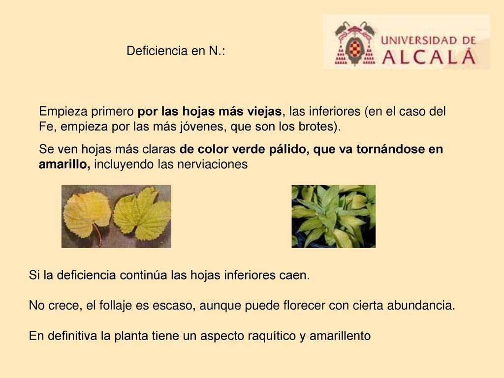 Deficiencia en N.: Empieza primero por las hojas más viejas, las inferiores (en el caso del Fe, empieza por las más jóvenes, que son los brotes).