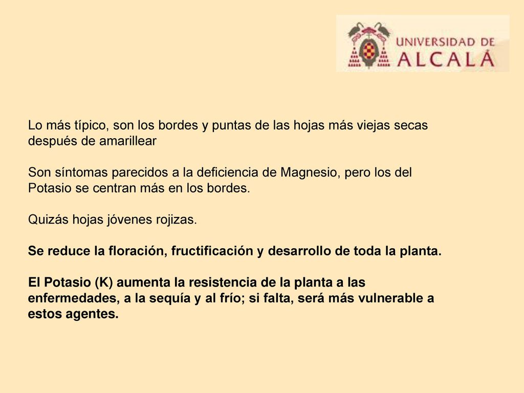 Lo más típico, son los bordes y puntas de las hojas más viejas secas después de amarillear
