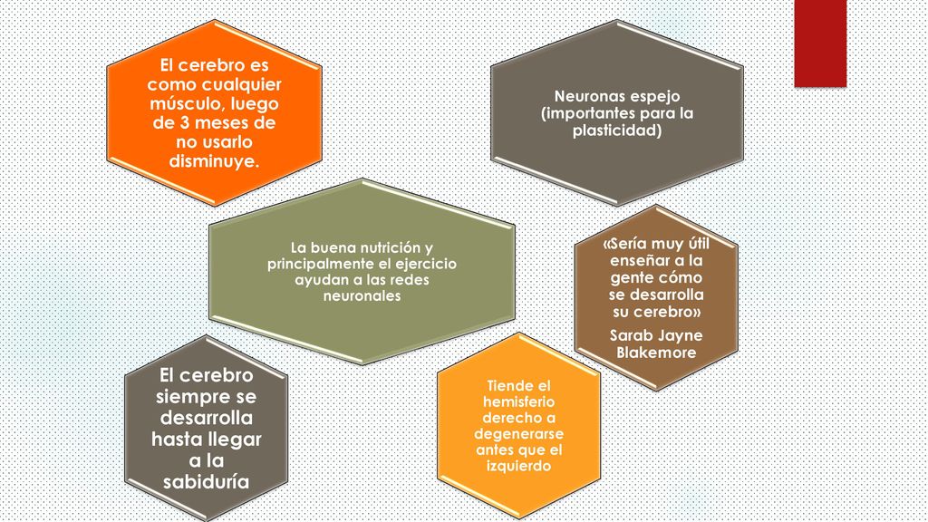 El cerebro siempre se desarrolla hasta llegar a la sabiduría