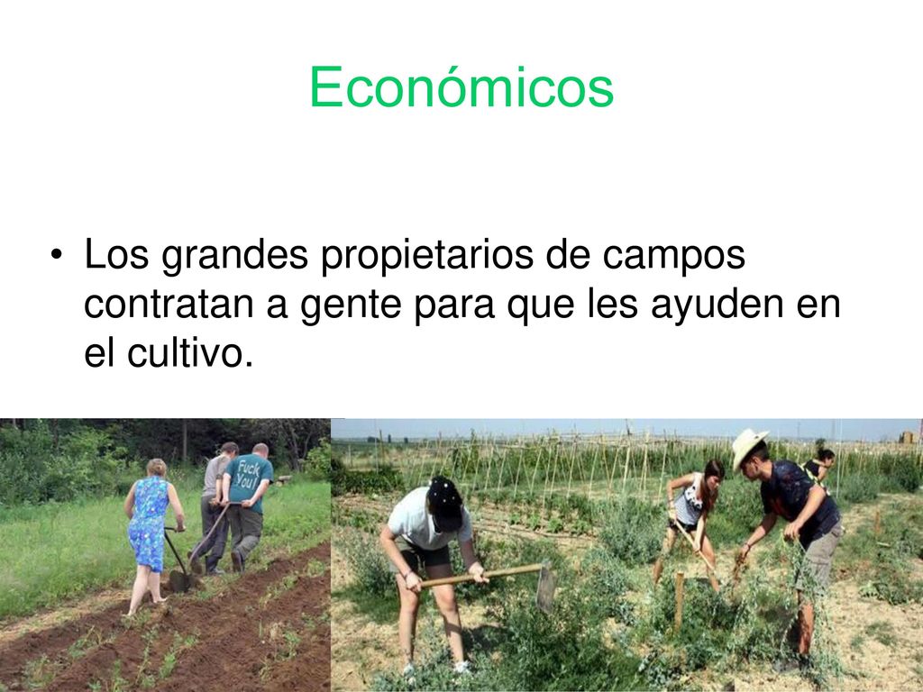 Económicos Los grandes propietarios de campos contratan a gente para que les ayuden en el cultivo.