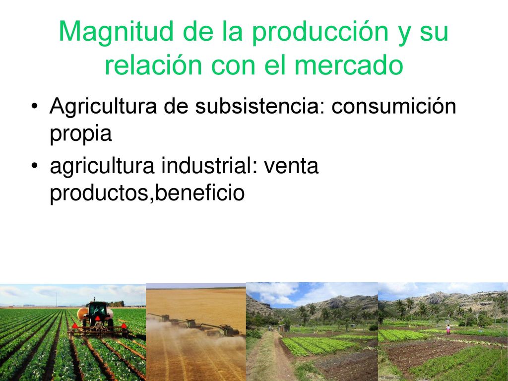 Magnitud de la producción y su relación con el mercado