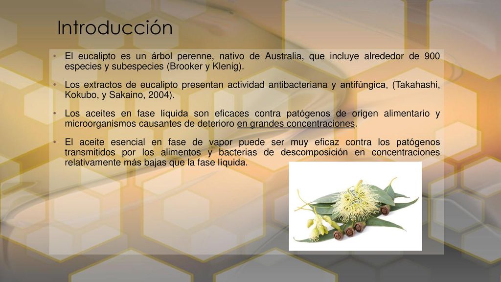 Introducción El eucalipto es un árbol perenne, nativo de Australia, que incluye alrededor de 900 especies y subespecies (Brooker y Klenig).