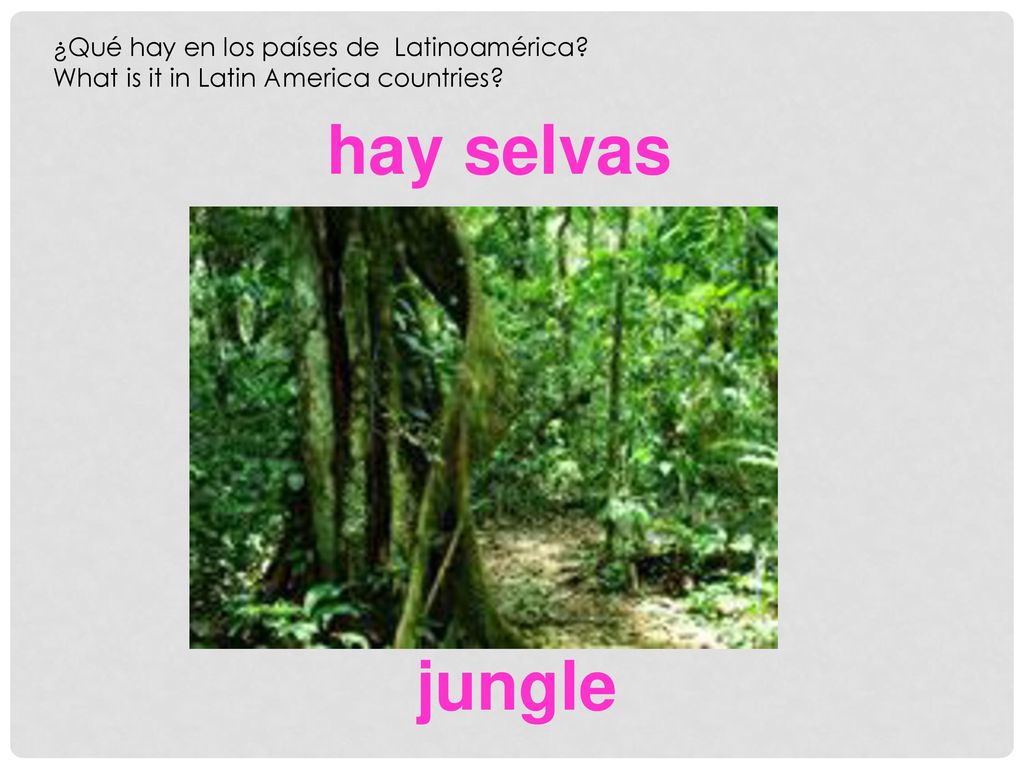hay selvas jungle ¿Qué hay en los países de Latinoamérica
