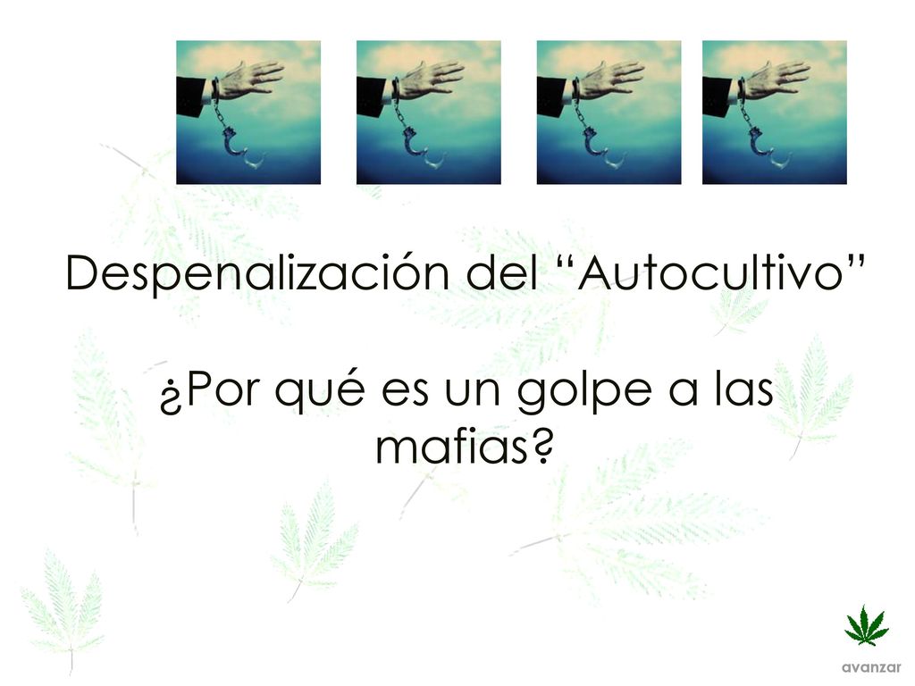 Despenalización del Autocultivo ¿Por qué es un golpe a las mafias