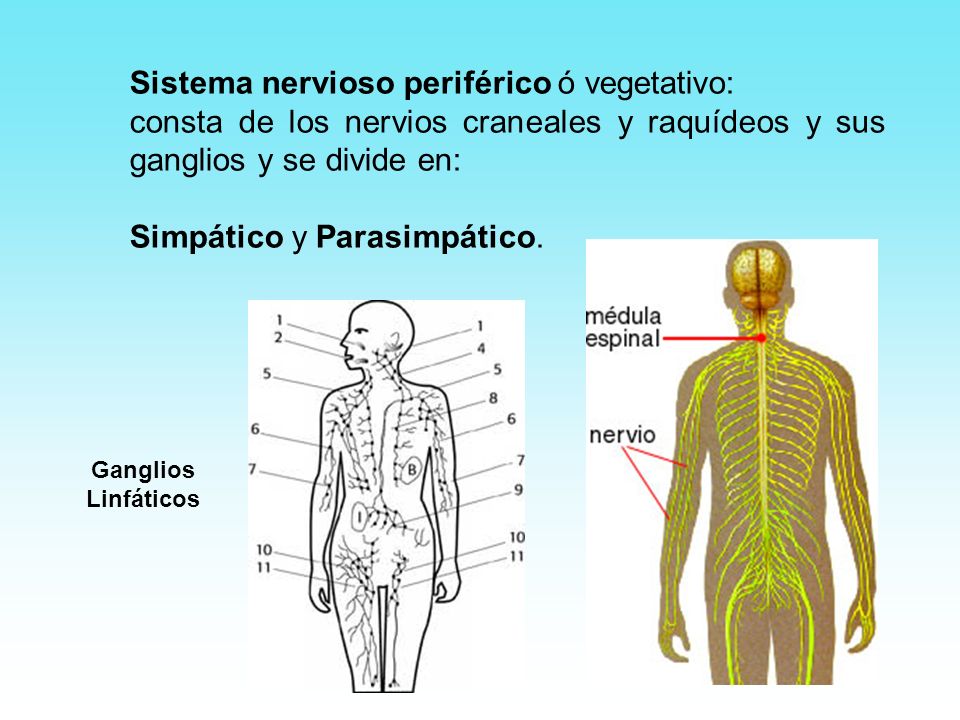 Sistema nervioso periférico ó vegetativo: