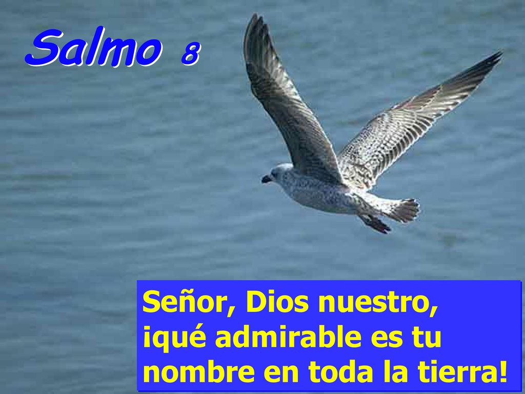 Salmo 8 Señor, Dios nuestro, ¡qué admirable es tu nombre en toda la tierra!