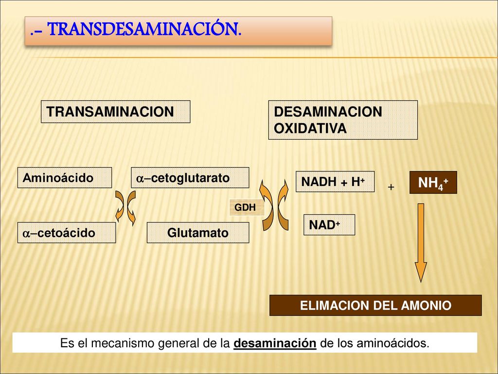 Es el mecanismo general de la desaminación de los aminoácidos.