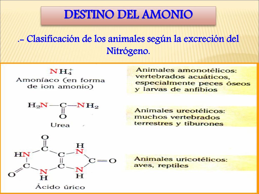 .- Clasificación de los animales según la excreción del Nitrógeno.
