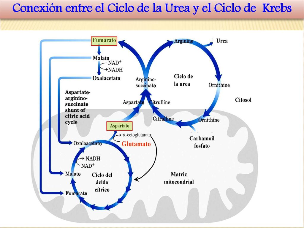 Conexión entre el Ciclo de la Urea y el Ciclo de Krebs