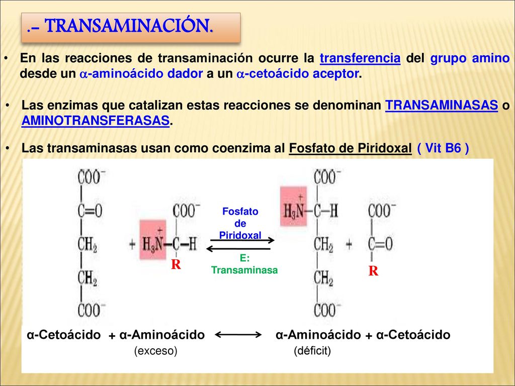 .- TRANSAMINACIÓN. En las reacciones de transaminación ocurre la transferencia del grupo amino desde un a-aminoácido dador a un a-cetoácido aceptor.