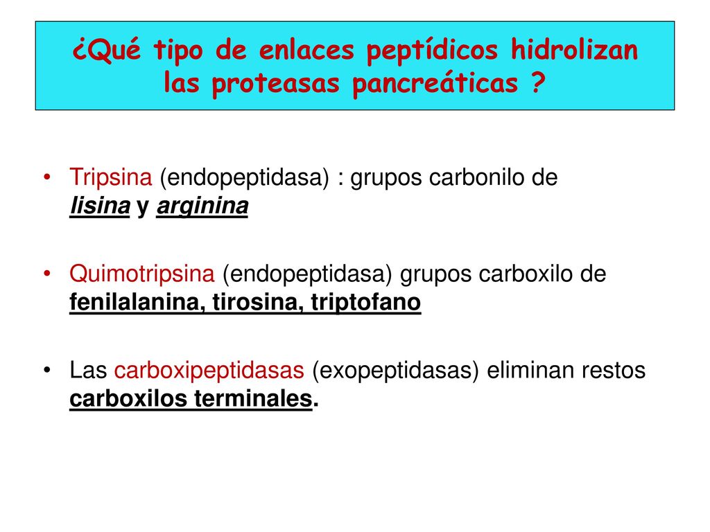 ¿Qué tipo de enlaces peptídicos hidrolizan las proteasas pancreáticas