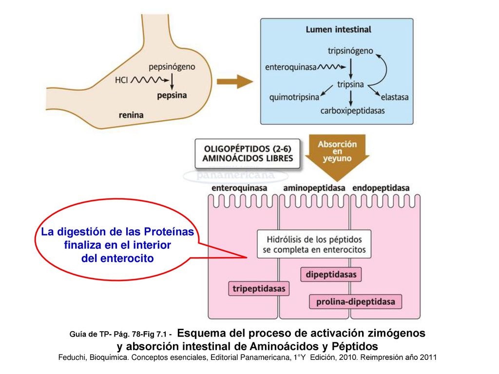 La digestión de las Proteínas finaliza en el interior del enterocito