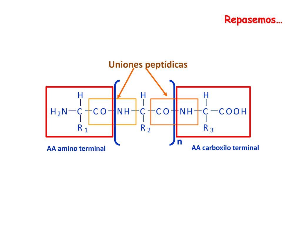 Repasemos… Uniones peptídicas n H N C R O AA amino terminal