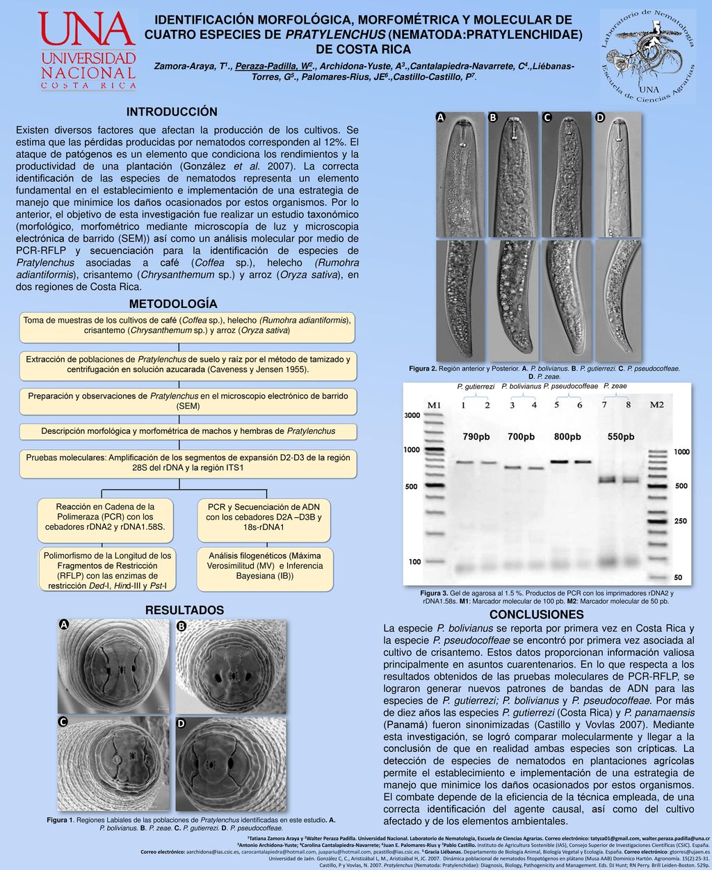 PCR y Secuenciación de ADN con los cebadores D2A –D3B y 18s-rDNA1