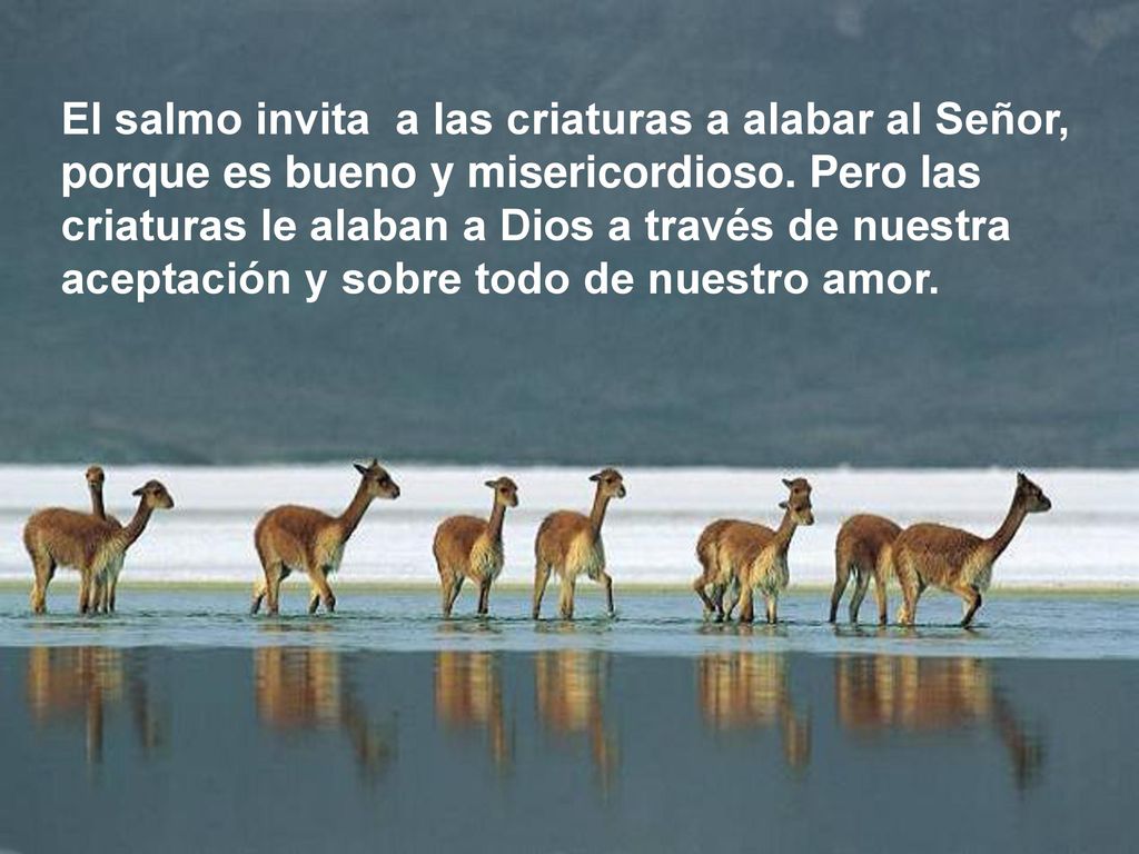 El salmo invita a las criaturas a alabar al Señor, porque es bueno y misericordioso.