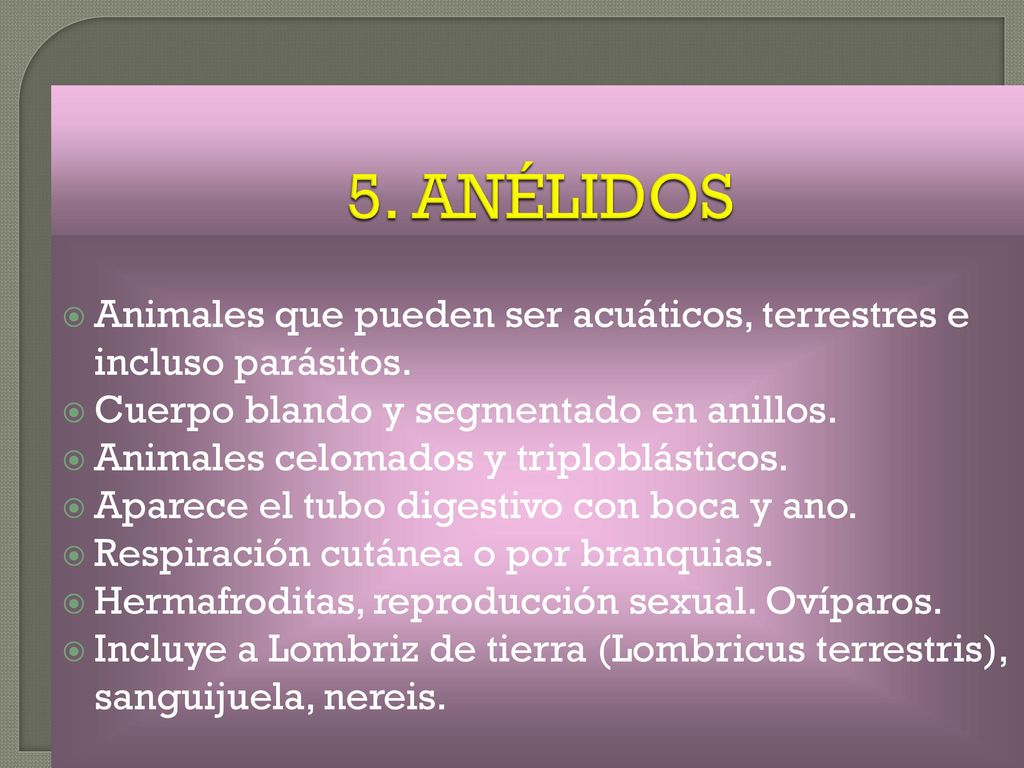 5. ANÉLIDOS Animales que pueden ser acuáticos, terrestres e incluso parásitos. Cuerpo blando y segmentado en anillos.