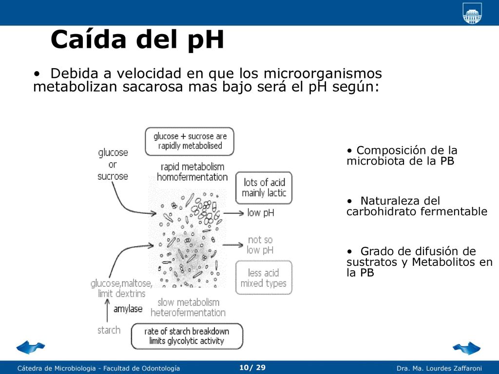 La curva de Stephan Describe cambio de pH de la placa bacteriana en respuesta a estímulo (generalmente de la dieta)
