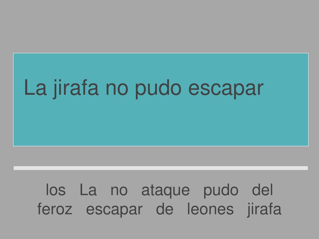 La jirafa no pudo escapar del feroz ataque de los leones