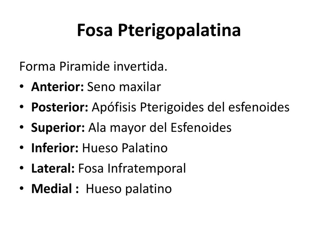 Fosa Pterigopalatina Forma Piramide invertida. Anterior: Seno maxilar