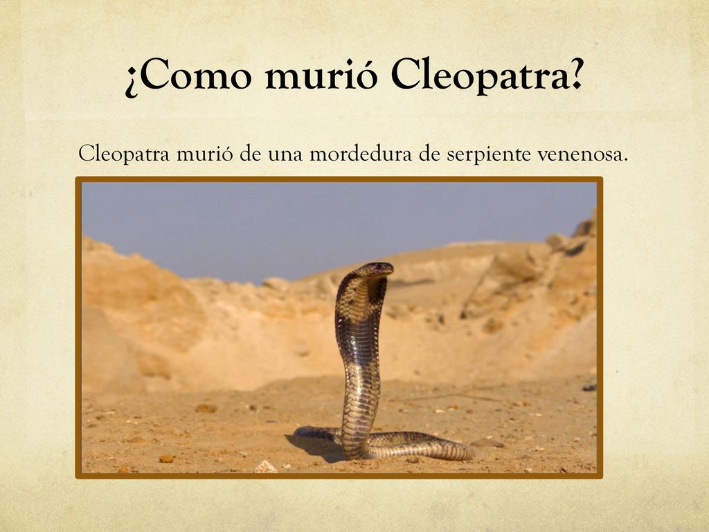 ¿Como murió Cleopatra Cleopatra murió de una mordedura de serpiente venenosa.